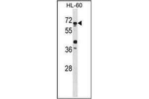 Western blot analysis of ATG4D Antibody in HL-60 cell line lysate. (ATG4D anticorps  (AA 227-257))