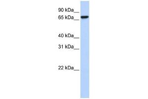KHSRP antibody used at 1 ug/ml to detect target protein.