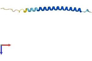 AlphaFold protein structure predicition of Mouse Recombinant Svbp Protein, UniprotID Q99LQ4