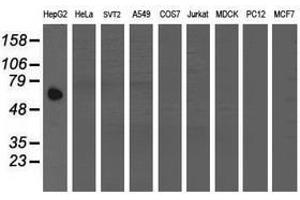 Image no. 2 for anti-Acyl-CoA Binding Domain Containing 3 (Acbd3) antibody (ABIN1498417)