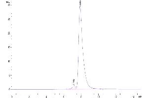 The purity of Canine S100B is greater than 95 % as determined by SEC-HPLC.