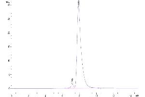 The purity of Canine S100B is greater than 95 % as determined by SEC-HPLC. (S100B Protein (AA 2-92) (Fc Tag))