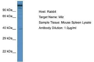Host: Rabbit Target Name: Wiz Sample Type: Mouse Spleen lysates Antibody Dilution: 1.