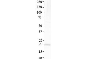 Host:  Rabbit  Target Name:  ATP6V0C  Sample Type:  Human Lung  Antibody Dilution:  1.