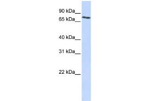 WB Suggested Anti-SLCO2B1 Antibody Titration:  0. (SLCO2B1 anticorps  (N-Term))