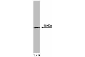 Western blot analysis of RONalpha on a MDCK cell lysate (Canine kidney, ATCC CCL-34). (Ron alpha (AA 40-224) anticorps)