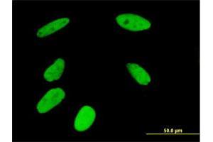 Immunofluorescence of purified MaxPab antibody to NUP50 on HeLa cell.