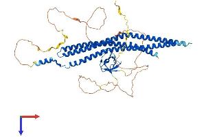 AlphaFold protein structure predicition of Mouse Recombinant Baiap2 Protein, UniprotID Q8BKX1