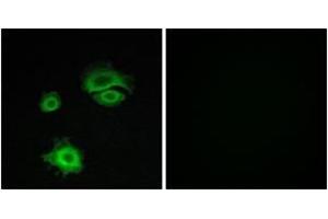 Immunofluorescence analysis of A549 cells, using GluR1 (Ab-863) Antibody. (Glutamate Receptor 1 anticorps  (AA 829-878))