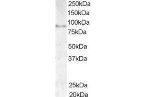ABIN2561005 (1µg/ml) staining of Human Testis lysate (35µg protein in RIPA buffer). (AKAP3 anticorps  (C-Term))