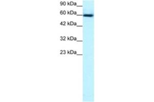 Western Blotting (WB) image for anti-GA Binding Protein Transcription Factor, alpha Subunit 60kDa (GABPA) antibody (ABIN2463826) (GABPA anticorps)