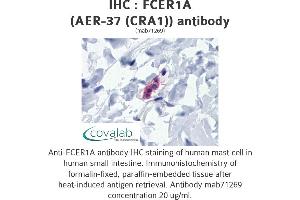 Image no. 1 for anti-Fc Fragment of IgE Receptor Ia (FCER1A) antibody (ABIN1724088) (Fc epsilon RI/FCER1A anticorps)