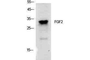 Western Blotting (WB) image for anti-Fibroblast Growth Factor 2 (Basic) (FGF2) (Internal Region) antibody (ABIN3181404) (FGF2 anticorps  (Internal Region))