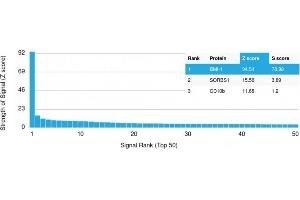 Analysis of Protein Array containing more than 19,000 full-length human proteins using BMI1 Mouse Monoclonal Antibody (BMI1/2690)Z- and S- Score: The Z-score represents the strength of a signal that a monoclonal antibody (MAb) (in combination with a fluorescently-tagged anti-IgG secondary antibody) produces when binding to a particular protein on the HuProtTM array.
