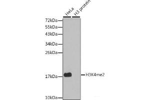 Western blot analysis of extracts of various cell lines using DiMethyl-Histone H3-K4 Polyclonal Antibody. (Histone 3 anticorps  (2meLys4))