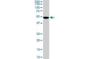 PNMA1 monoclonal antibody (M01), clone 4G6.