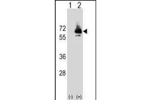 Western blot analysis of PCK2 (arrow) using rabbit polyclonal PCK2 Antibody (Q39) (ABIN392678 and ABIN2842171). (PEPCK anticorps  (N-Term))