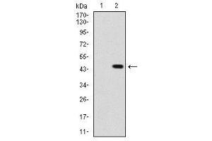 Image no. 3 for anti-Sonic Hedgehog (SHH) antibody (ABIN1491290) (Sonic Hedgehog anticorps)
