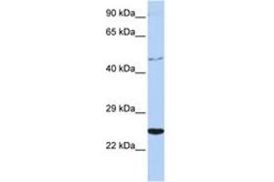 Image no. 1 for anti-Cytokine Receptor-Like Factor 1 (CRLF1) (AA 252-301) antibody (ABIN6742710) (CRLF1 anticorps  (AA 252-301))