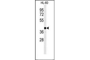 Western blot analysis of RGR Antibody  in HL-60 cell line lysates (35ug/lane).