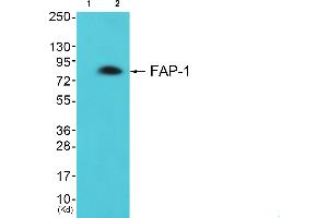 Western blot analysis of extracts from LOVO cells, using FAP-1 antibody. (FAP anticorps)