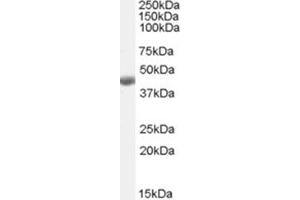 Image no. 1 for anti-Betaine--Homocysteine S-Methyltransferase (BHMT) (C-Term) antibody (ABIN375080) (BHMT anticorps  (C-Term))