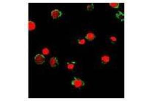 Image no. 2 for anti-Formyl Peptide Receptor 2 (FPR2) antibody (ABIN329919) (FPR2 anticorps)