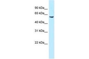 Image no. 1 for anti-Meis Homeobox 1 (MEIS1) (AA 24-73) antibody (ABIN6747812) (MEIS1 anticorps  (AA 24-73))