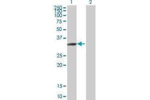 Western Blot analysis of SH3GL3 expression in transfected 293T cell line by SH3GL3 MaxPab polyclonal antibody. (SH3GL3 anticorps  (AA 1-288))