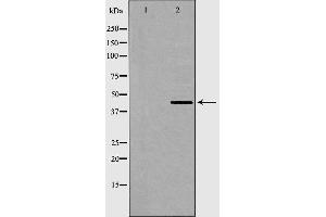 Western blot analysis of AurA expression in COS7 cells. (AurA anticorps)