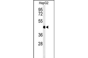 Western blot analysis of HFE2 Antibody (C-term) (ABIN653652 and ABIN2842993) in HepG2 cell line lysates (35 μg/lane). (HFE2 anticorps  (C-Term))