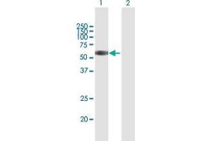 Western Blot analysis of TNFRSF1B expression in transfected 293T cell line by TNFRSF1B MaxPab polyclonal antibody. (TNFRSF1B anticorps  (AA 1-461))