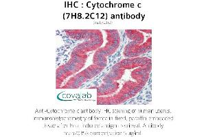 Image no. 3 for anti-Cytochrome C, Somatic (CYCS) antibody (ABIN5693541) (Cytochrome C anticorps)