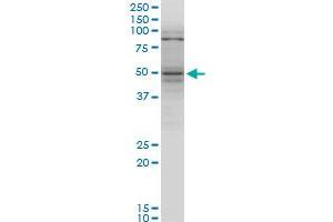 TNFRSF25 monoclonal antibody (M07), clone 1H2. (DR3/LARD anticorps  (AA 28-124))