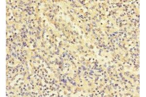 Immunohistochemistry of paraffin-embedded human spleen tissue using ABIN7174246 at dilution of 1:100 (COQ4 anticorps  (AA 31-265))