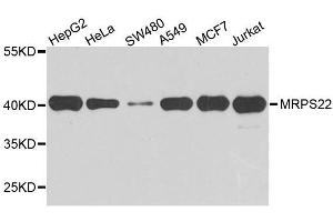 Western blot analysis of extracts of various cell lines, using MRPS22 antibody. (MRPS22 anticorps  (AA 1-360))