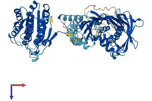 AlphaFold protein structure predicition of Mouse Recombinant Hsd17b4 Protein, UniprotID P51660