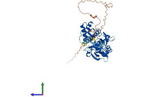 AlphaFold protein structure predicition of Mouse Recombinant Deptor Protein, UniprotID Q570Y9