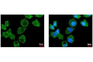ICC/IF Image Importin 7 antibody [C3], C-term detects IPO7 protein at cytoplasm by immunofluorescent analysis. (IPO7 anticorps  (C-Term))