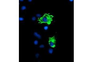 Immunofluorescence (IF) image for anti-Protein Phosphatase 1, Regulatory (Inhibitor) Subunit 15A (PPP1R15A) antibody (ABIN1498364)