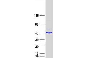 Validation with Western Blot