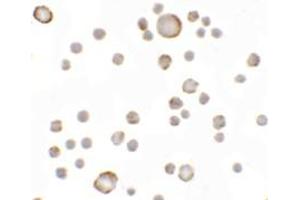 Immunohistochemistry (IHC) image for anti-Anosmin (ANOS1) (Middle Region) antibody (ABIN1030853) (Anosmin anticorps  (Middle Region))