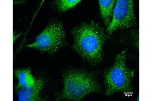 ICC/IF Image Bif-1 antibody [C2C3], C-term detects Bif-1 protein at cytoplasm by immunofluorescent analysis. (ZBTB24 anticorps  (C-Term))