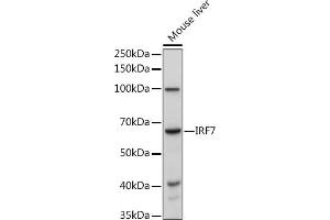 Western blot analysis of extracts of Mouse liver, using IRF7 antibody (ABIN1513103, ABIN3020650, ABIN3020652 and ABIN6213641) at 1:1000 dilution. (IRF7 anticorps  (AA 257-516))