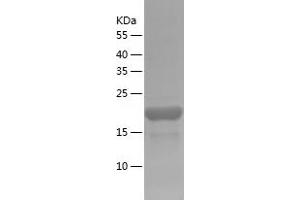 Western Blotting (WB) image for Pleckstrin Homology Domain Containing, Family N Member 1 (PLEKHN1) (AA 1-182) protein (His tag) (ABIN7124491) (PLEKHN1 Protein (AA 1-182) (His tag))