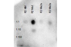 Dot Blot of Rabbit Anti-Histone H3 R3 Me1 Antibody. (Histone 3 anticorps  (H3R2me))