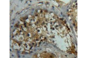 IHC-P analysis of testis tissue, with DAB staining. (LEFTY2 anticorps  (AA 245-356))