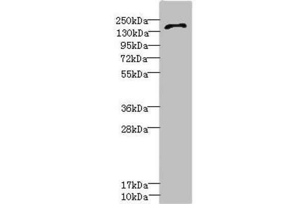 GRIN2D anticorps  (AA 330-480)