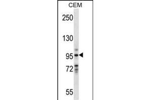 VAV1 Antibody (Center) (ABIN657774 and ABIN2846749) western blot analysis in CEM cell line lysates (35 μg/lane). (VAV1 anticorps  (AA 437-466))