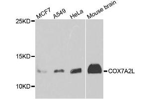 Western blot analysis of extracts of various cell lines, using COX7A2L antibody. (COX7A2L anticorps  (AA 1-114))